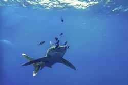 longimanus at the elphinstone reef - NikD2x - i do love t... by Manfred Bail 
